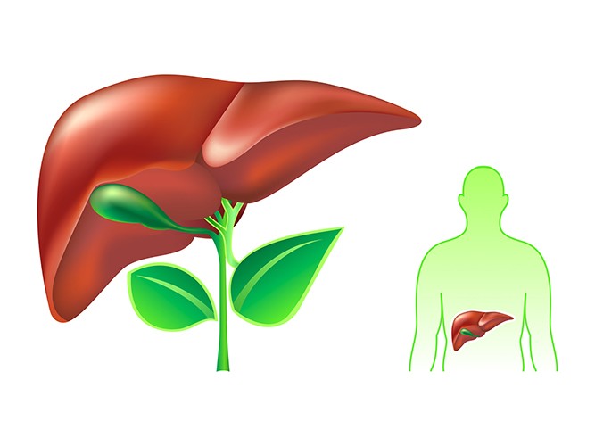 wątroba gastrolog