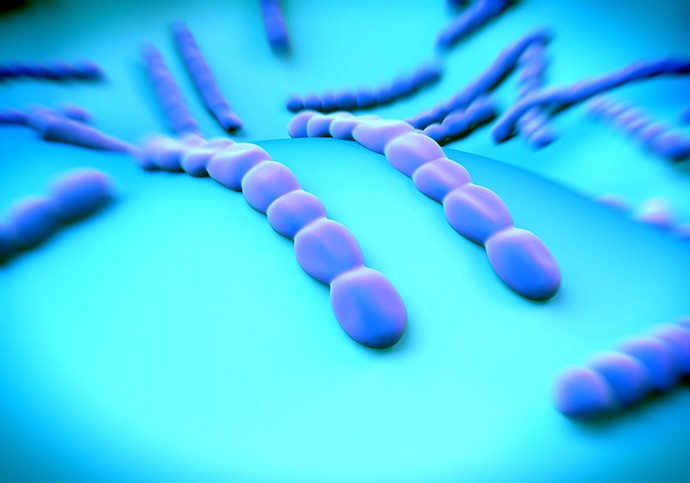 Streptococcus