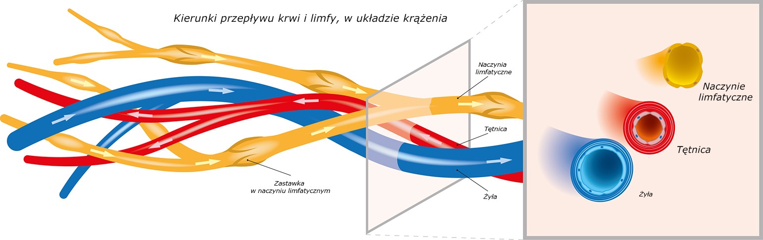 limfatyczny