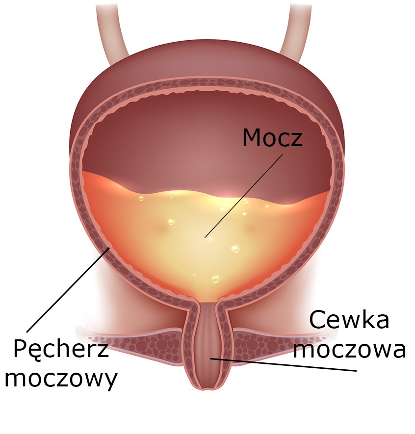 urolog warszawa