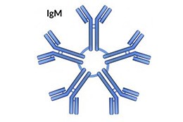 Alergologia i immunologia kliniczna 